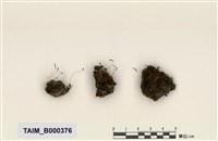 藏品(絲瓜苔)的圖片